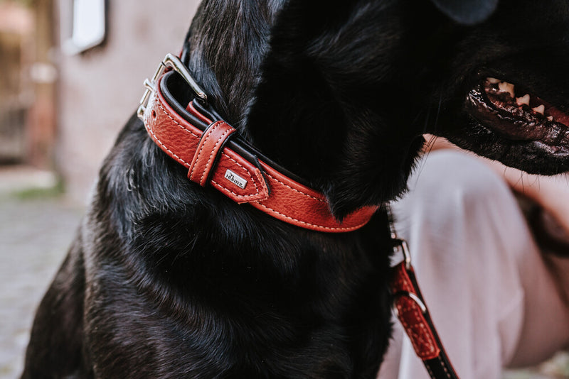 CANADIAN UP collar - cognac/black