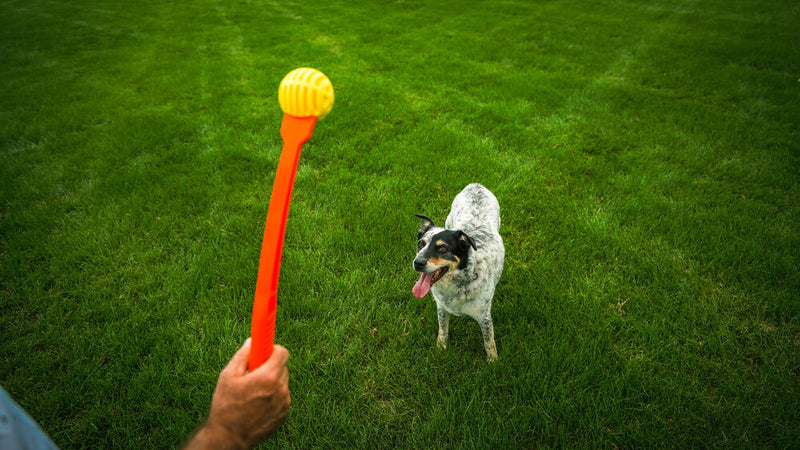 Fetch toy for dogs Flingerz Ball
