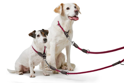 FREESTYLE adjustable leash - burgundy