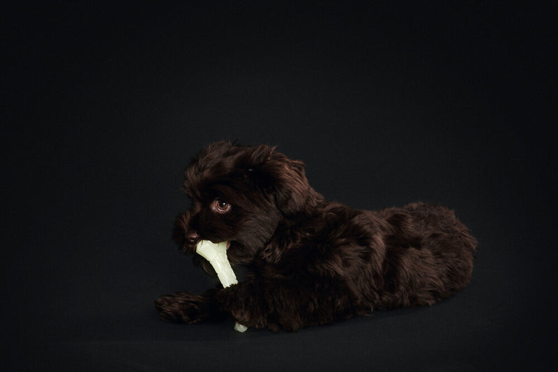 Dog toy KISA Bone