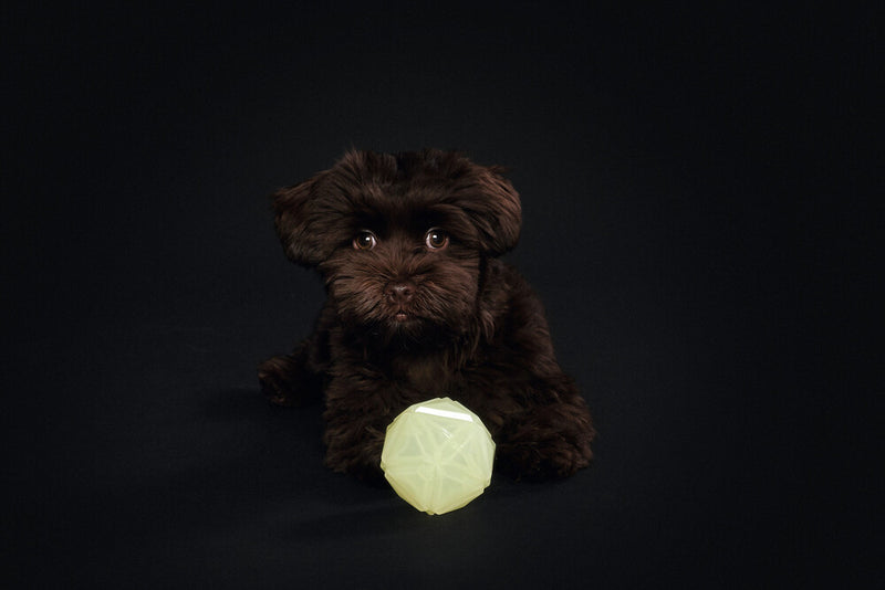 Dog toy KISA Ball