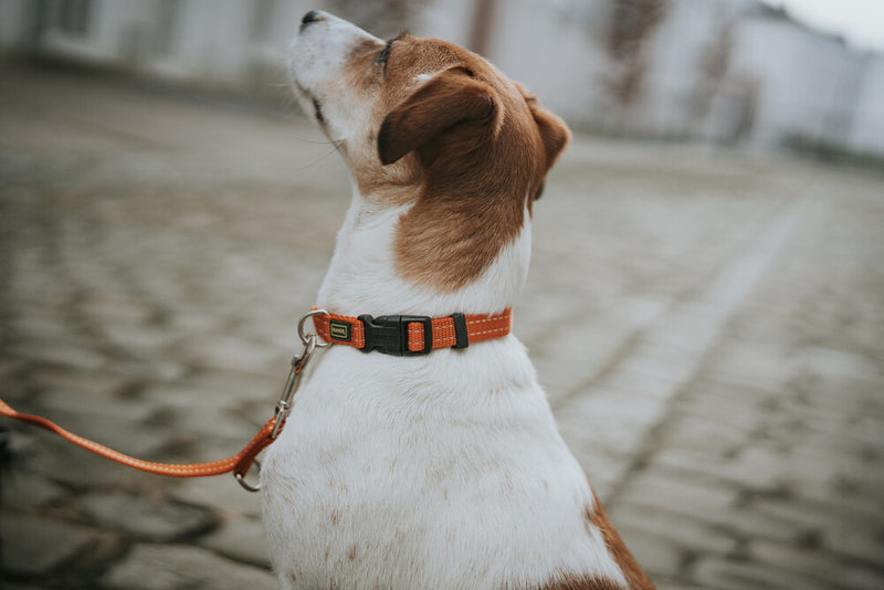 TRIPOLI collar - orange