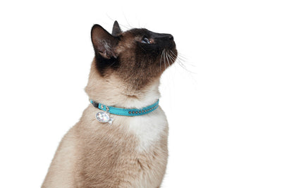 Kočičí obojek Modern Art Luxus - tyrkysová