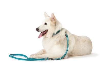 HILO adjustable leash - turquoise