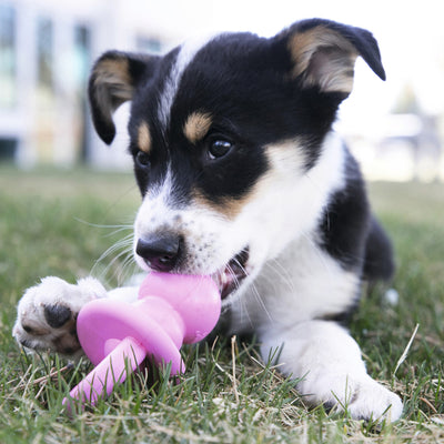 KONG Puppy Binkie dog toy