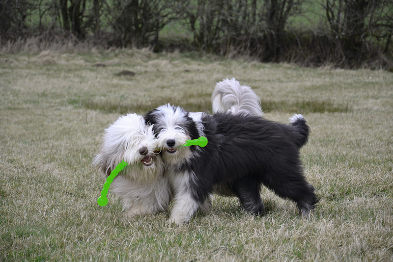 KONG Safestix dog toy