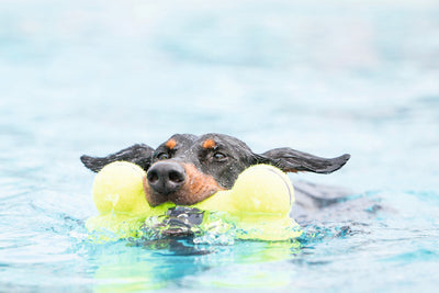 Psí hračka KONG Air Dog Bone - L