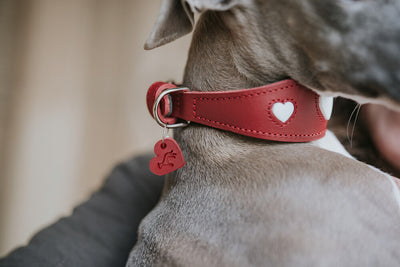 LOVE greyhound collar - red