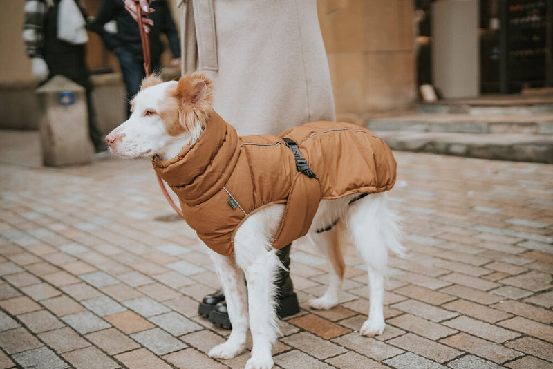 PAXSON jacket - caramel