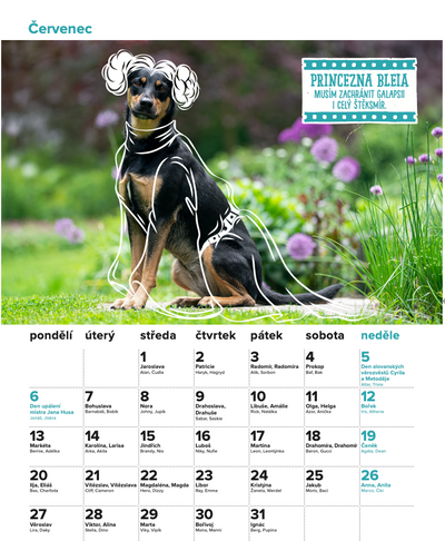 DOGPOINT Charitativní kalendář 2026 - nástěnný