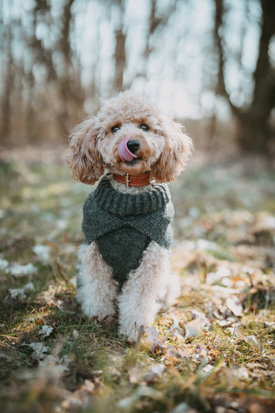 GENF psí rolák - antracit