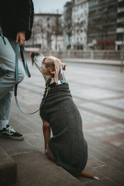 GENF psí rolák - antracit