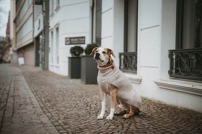 GENF psí rolák - béžová