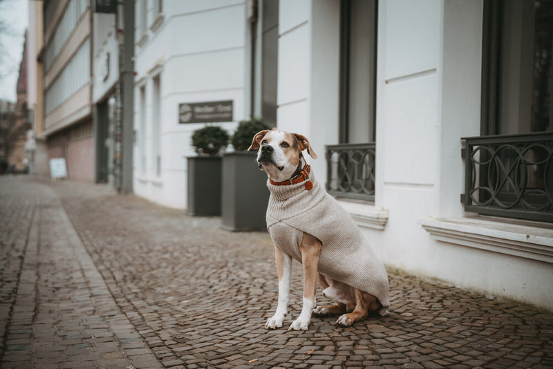GENF psí rolák - béžová