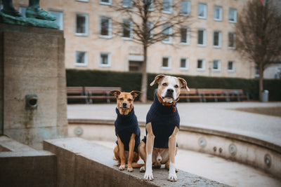 GENF psí rolák - tmavě modrá