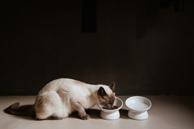 LANGA cat bowl - white