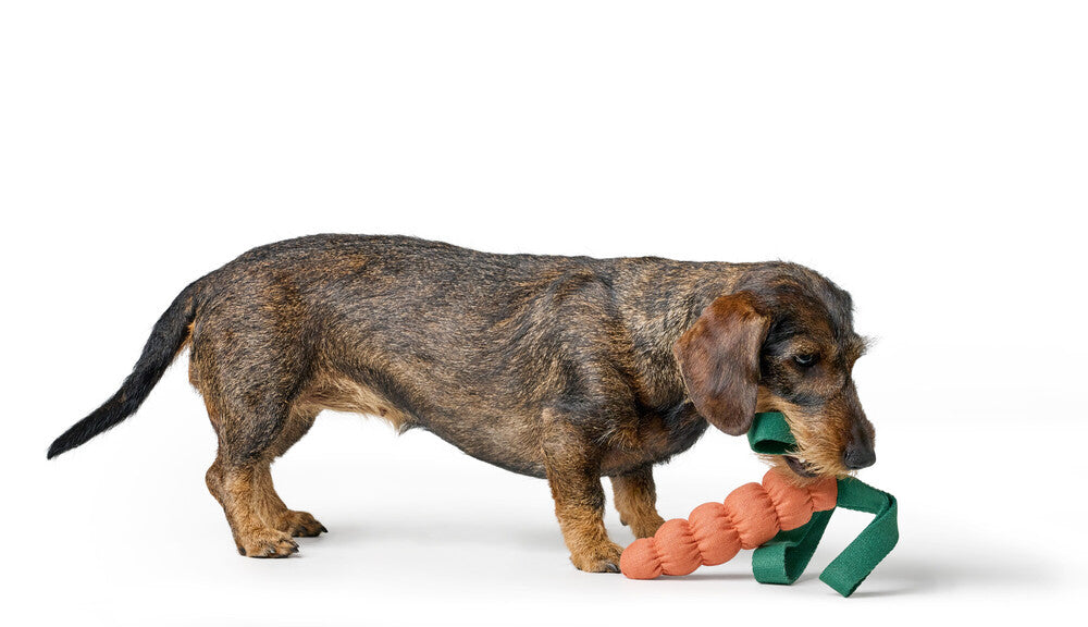 Dog toy VENICE Carrot