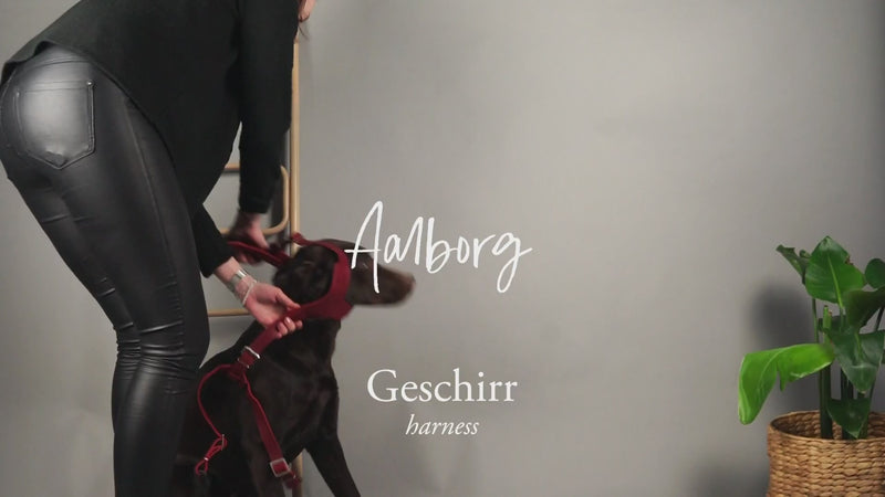 AALBORG harness - cognac
