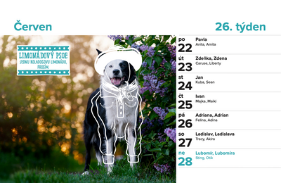 DOGPOINT Charity Calendar 2026 - Desk Calendar